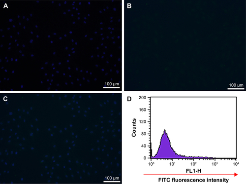 Figure S3 The targeting ability of P8 on HUVECs was detected by cellular immunofluorescence method (A–C) and flow cytometry (D).Notes: HUVECs were incubated with P8 (30 µg/mL) for 30 minutes at 37°C, and cells were fixed with 10% neutral formaldehyde fixative and stained with DAPI solution. (A) Cells stained with DAPI; (B) cells stained with P8; (C) merged; (D) the targeting ability of P8 on HUVECs was detected by flow cytometry method. HUVECs were digested with 0.25% trypsin and harvested with centrifugation (800× g, 5 minutes). Then, the cells were added in 2 mL PBS and incubated with P8 (50 µg/mL) for 30 minutes at 37°C. Cells were washed three times with PBS. The mean fluorescence intensity was determined to evaluate the targeting effect. FlowJo 7.6 software was used to analyze the cell targeting ability. P8, peptide with sequence CHAIYPRH.Abbreviations: FITC, fluorescein isothiocyanate; HUVEC, human umbilical vein endothelial cell.