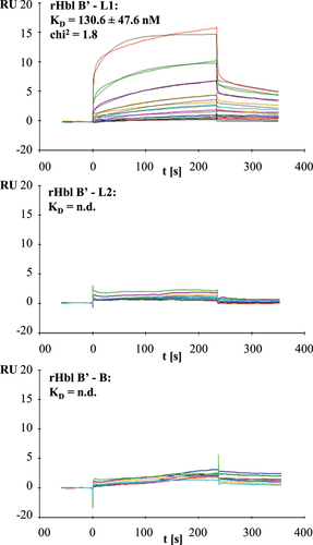Figure 9. Results of SPR measurements. Binding was tested between rHbl B’ (coupled) and rHbl L1, L2 and B as ligands. Depicted are the representative sensorgrams for pairs B’/L1, B’/L2 and B’/B. or the pair B’/L1 calculated equilibrium dissociation rate (KD), error as standard deviation from three independent experiments as well as the chi2 value for the curve fit are shown. Concentration series color code: red: 7.8 nM, dark green: 15.6 nM, blue: 31.2 nM, magenta: 62.5 nM, cyan: 125 nM, orange: 250 nM, dark magenta: 500 nM, light green: 1 μM and red: 2 μM. RU: response units.