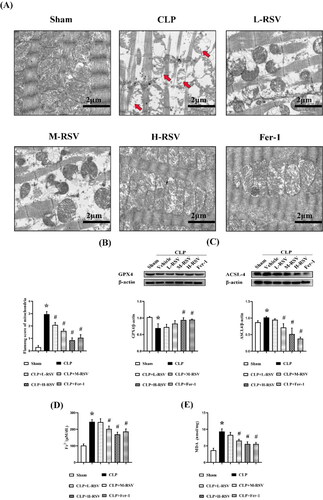 Figure 4. Effect of resveratrol on mitochondria and ferroptosis in the myocardium of septic rats. (A) The representative transmission electron microscopic images of heart at 24 hours after CLP (Flameng scores), scar bar = 2 μm, n = 5 per group. The morphological features of ferroptosis appear as shrunken mitochondria with increased membrane density or outer membrane rupture (red arrows). (B)–(C) Relative protein levels of GPX4 and ACSL4, n = 3 per group. (D) The concentrations of iron in the myocardium tissues, n = 5 per group. (E) The concentrations of MDA in the myocardium tissues, n = 5 per group. Data are expressed as mean ± SD. *p < 0.05 versus Sham. #p < 0.05 versus CLP.