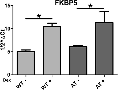 Figure 2. FKBP5 expression in AT and WT samples treated or not with dexamethasone. As illustrated, the drug was able to improve the gene expression in both samples (p < 0.05, Wilcoxon test).
