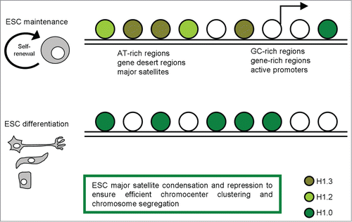 Figure 1. A schematic representation of H1 variants distribution in pluripotent and differentiated cells, with the most relevant functions described.