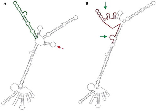 Figure 6. The secondary structure of the mRNA is predicted by the RNAsnp online tool. The wild form A) and the mutant form (B) deleted and added loops represented with the red and the green arrow, respectively. Analysis of R25P displacement’s effect on the secondary structure of mRNA predicted by the RNAsnp server: R25P polymorphism results in a severe and destructive change in the secondary structure of the mRNA. The wild form (A) and the mutant form (B) – removed loops and added loops are respectively specified with red and green arrows (P-value = 0.3126 – with the explanation that P > 0.2 is significant).
