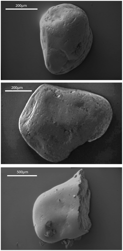 Figure 13. SEM images of a rounded grain (top), a sub-rounded grain (middle) and a grain displaying complete grain- breakage.
