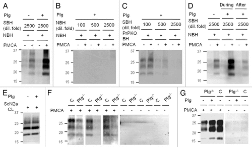 Figure 1 The role of plasminogen in PrPSc propagation. The effect of plasminogen (Plg) was assessed by PMCA using normal brain material supplemented with or without 0.5 µM human Glu-Plg (A–D) or using Plg-deficient (Plg-/-) brain material (F and G). Pre- (−) and post- (+) PMCA samples were treated with proteinase K (PK) and analyzed by western blotting. Seeds for PMCA were diluted either as indicated or 1:900 (G) −8,100 (F). (A) Stimulation of PrPSc propagation by Plg. (B) Plg-supplemented PMCA in the absence of SBH seeds. (C) Plg-supplemented PMCA in the absence of NBH. (D) Comparison of PrPSc levels in Plg-supplemented PMCA samples (during) vs. PMCA samples only incubated with Plg prior to PK digestion (after). (E) Comparison of PrPSc levels of ScN2a cell lysate after incubation with or without Plg prior to PK digestion. (F) PMCA with brain material of Plg-/- mice and genetically unaltered littermate controls (C). (G) Restoration of PMCA using Plg-/- brain material with Plg-supplementation. NBH, normal brain homogenate; SBH, sick brain homogenate; PrPKOBH, brain homogenate of PrPC-deficient mice; CL, cell lysate. Reproduced with permission from The FASEB Journal, Mays and Ryou 2010.Citation35