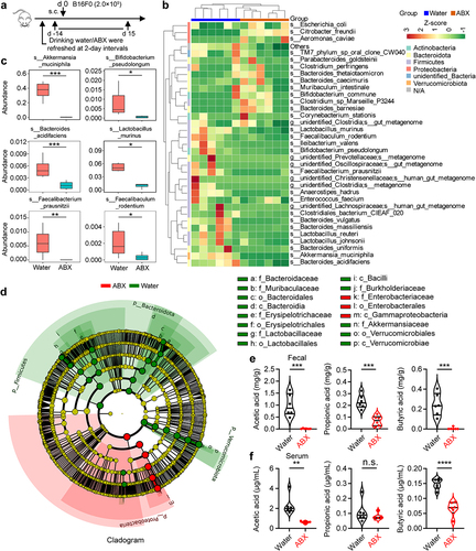 Figure 2. Depletion of gut microbiota decreases the levels of butyric acid and acetic acid both in fecal and serum of tumor-bearing mice. (a) experimental design: mice were treated with antibiotics (ABX, n = 6 per group) or drinking water (water, n = 6 per group), and inoculated with B16-F0 tumor cells. Feces and serum of the mice were collected on day 15. (b) Cluster heat map of species abundance (p, Phylum; c, class; o, Order; f, family; g, Genus; s, species). (c) relative abundance in water versus ABX of OTU (16S sequencing, based on Metastats analysis). (d) Taxonomic cladogram from LEfSe analysis (n = 6). The species without significant difference are uniformly colored yellow, and the difference species biomarker is colored following the group (red=ABX, green=Water). (e, f) targeted metabolomics analysis of gut microbial metabolites (AA, PA, and BA) in colon contents (feces) and serum from mice with or without ABX treatment (n = 6 per group). Two-tailed unpaired Student’s t-test (c, e, and f). *P < .05, **P < .01, ***P < .001, ****P < .0001. n.s., not significant.