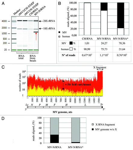 Figure 2. Analysis of purified MV-N RNA partners. (A) Agilent eukaryotic total RNA assay of MV-N/RNA samples reveals a distinct band slightly above 1,000 nucleotides. Total RNA purified from cells infected with rMV2/CH-STrEP or rMV2/N-STrEP viruses or RNA samples after purification on StrepTactin Sepharose beads. (B) Comparison of number of sequences that mapped to MV or human genomes for CH/RNA, and MV-N/RNA samples. MV-N/RNA*sample illustrates the data obtained when the X RNA fragment was excised from the polyacrylamide gel before deep sequencing analysis. (C) High-throughput sequencing analysis of MV-N-associated RNA from MV-infected cells. MV-N/RNA and CH/RNA from MV-infected cells (red and yellow, respectively) were subjected to Illumina high-throughput sequencing. Sequencing reads were mapped to the virus genome and only the first nucleotide was retained. The Y-axis shows in logarithmic scale the number of reads that begin at a particular position. (D) Comparison of the number of sequences that map to the X RNA fragment of the MV genome and to the rest of the MV genome for the MV-N/RNA and MV-N/RNA* samples.