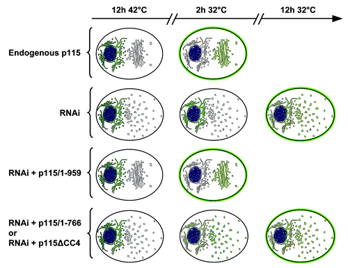 Figure 1. Functions of p115 and p115 mutants. A schematic representation of Golgi architecture and trafficking of VSV-G in cells containing endogenous p115, cells depleted of endogenous p115, or cells depleted of endogenous p115 and expressing various p115 mutants. Cells containing endogenous p115 have compact peri-nuclear Golgi. Cells depleted of p115 by RNAi have fragmented Golgi scattered throughout the cell. Cells depleted of p115 and expressing full-length p115/1–959 have normal Golgi, while p115-depleted cells expressing either p115/1–766 or p115ΔCC4 have disrupted Golgi. Trafficking of tsVSV-G from the ER (after 12 h at 42°C) to the Golgi and cell surface (after shift to the permissive 32°C) was monitored at 2 h and 12 h after shift. Cells containing endogenous p115 have VSV-G predominantly on cells surface at 2 h after the temperature shift, with low levels in the Golgi and almost complete clearance from the ER. Cells depleted of p115 have VSV-G within the ER after 2 h, but VSV-G can be detected within scattered Golgi elements and on cell surface after 12 h. Cells depleted of p115 and expressing full-length p115/1–959 traffic VSV-G similar to control cells. p115-depleted cells expressing either p115/1–766 or p115ΔCC4 clear the majority of VSV-G from the ER at 2 h and deliver it to scattered Golgi elements, followed by VSV-G transport to the cell surface after 12 h. Thus, p115/1–766 and p115/ΔCC4 can support VSV-G exit from the ER as well as endogenous p115, but VSV-G transit to the cell surface is delayed in cells expressing these p115 mutants.