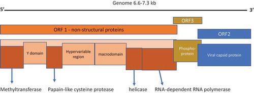 Figure 1. Genomic organization of HEV open reading frames