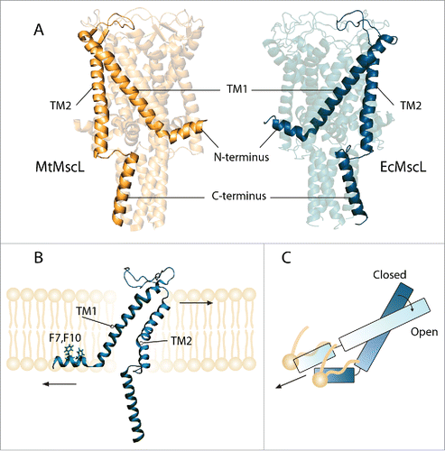 Figure 1. Three dimensional structures of the closed (resting) state of (A) MtMscL (PDB code: 2OAR) on the left and a homology model of EcMscL obtained based on 2OAR and 4LKU on the right side.Citation14,16,17 (B) A subunit of EcMscL has been shown after equilibrated in POPE lipid bilayer. The residues that anchor the protein to the membrane (F7, F10) have been highlighted.Citation15 (C) TM1 helix becomes aligned with the N-terminus in the open state.Citation16