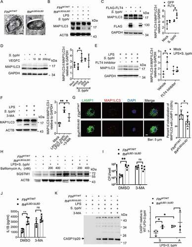 Figure 4. FLT4 enhances bacteria elimination and prevents inflammasome activation in an autophagy-dependent manner. (A) S. typhimurium infected Flt4WT/WT and flt4∆LBD/∆LBD BMDMs were prepared for electron microscopy analysis. Representative images are from three independent experiments (Scale bar 500 nm). (B-F) Flt4WT/WT and flt4∆LBD/∆LBD PEMs (B), or iBMDM cells overexpressing GFP and FLT4 (C), or exogenous VEGFC-treated PEMs (D), or the FLT4 inhibitor MAZ51 (10 μM)-treated PEMs (E), or 3-MA (5 mM)-treated PEMs (F) were primed with LPS (1 μg/ml) followed by S. typhimurium infection. MAP1LC3-I and MAP1LC3-II levels were examined by immunoblotting. The immunoblots were statistically quantified by densitometry. (G) Flt4WT/WT and flt4∆LBD/∆LBD PEMs were pretreated with LPS followed by S. typhimurium infection, and immunostained for LAMP1 (green), MAP1LC3 (red) and DAPI (blue). The percentages of MAP1LC3 and LAMP1 colocalization were analyzed from at least 200 cells. Data were the mean ± SEM Representative images were shown. *p < 0.05, **p < 0.01.(H) Flt4WT/WT and flt4∆LBD/∆LBD PEMs were pretreated with LPS followed by S. typhimurium infection in the absence or presence of bafilomycin. The levels of SQSTM1 were examined by immunoblotting. (I) Flt4WT/WT and flt4∆LBD/∆LBD PEMs were infected with S. typhimurium in the absence or presence of 3-MA (5 mM), CFUs were enumerated. Data are presented as the mean ± SEM *p < 0.05, **p < 0.01(J-K) Flt4WT/WT and flt4∆LBD/∆LBD PEMs were primed with LPS (1 μg/ml) followed by S. typhimurium infection in the absence or presence of 3-MA (5 mM), IL1B concentrations in supernatants were examined by ELISA, Data are presented as the mean ± SEM *p < 0.05, **p < 0.01(J), and the levels of CASP1/p20 in supernatants (K) were examined by immunoblotting. The immunoblots were statistically quantified by densitometry.