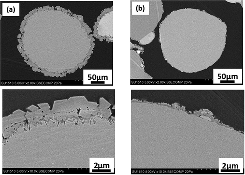 Figure 6. Cross-sections of the MgO particles reformed at 175°C in 50 wt% ethanol (a), and 80 wt% ethanol (b)