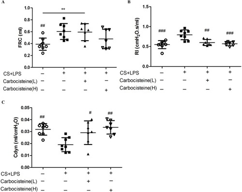 Figure 5 Effects of treatment with carbocisteine on lung function impairment in COPD mice model. (A) Functional residual capacity (FRC), (B) airway resistance (RI), (C) dynamic compliance (Cdyn). This was separately calculated for each group. Data are expressed as mean ± SD, n=7–8. #P<0.05, ##P<0.01, ###P<0.001 compared to model group; **P<0.01 between the underlined groups. (one-way ANOVA with LSD multiple comparisons test).