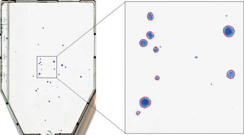 Figure 5. Example image from data set 1. The segmentation suggested by the automated colony counting (ACC) algorithm is outlined in red.