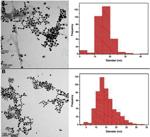 Figure 4 Transmission electron microscope images of AuNPs and size distribution: (A) Res-AuNPs; (B) Res-GA-AuNPs.Abbreviations: AuNPs, gold nanoparticles; Res, resveratrol; GA, gum arabic.