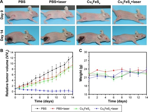 Figure 8 (A) Representative photograph of the mice bearing tumors before (0 day) and after 14 days treatment; (B) profiles of the tumor volumes on the mice with different treatment groups (PBS only, PBS+laser, Cu5FeS4 only, and Cu5FeS4+laser) from 0 to 14 days; (C) the weight of mice bearing tumors recorded every day from 0 to 14 days after treatment for different treatment groups (PBS only, PBS+laser, Cu5FeS4 only, and Cu5FeS4+laser).