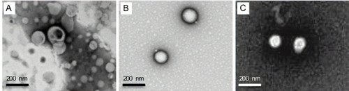 Figure 1 Morphological characterization of NPs by transmission electron microscopy: liposomes (A), PLGA NPs (B) and SLN NPs (C). Samples were diluted at a ratio of 1:100. Scale bar corresponds to 200 nm.