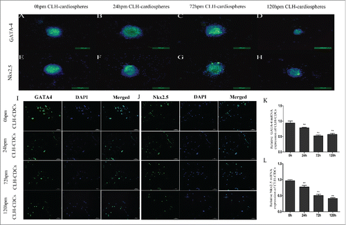 Figure 3. Comparison of transcription factors from human and mouse CDCs. Protein expression of GATA-4 and Nkx2.5 was measured by immunofluorescence and quantified by RT-PCR. (A-H) Human cardiospheres post mortem express GATA-4 and Nkx2.5 by immunofluorescence. (I and J) CLH-EDCs post mortem express GATA-4 and Nkx2.5 by immunofluorescence. Nuclei were counterstained with DAPI (blue) and cell positive in green. (K and L) CLH-EDCs post mortem express GATA-4 and Nkx2.5 by RT-PCR. Data are shown as the mean ± SEM of 3 independent experiments. (A-H. Scale bar = 100 µm, I-J. Scale bar = 50 µm) *p < 0.05 vs. 0 h group, **p < 0.01 vs. 0 h group.