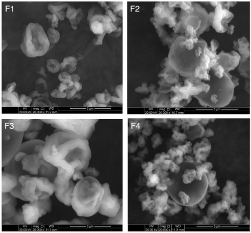 Figure 2 SEM photomicrograph of MC-SDPs containing curcumin made at different percentage weight ratios of CAS:TPGS:SUC.Notes: (F1) 17:1:0; (F2) 17:1:25; (F3) 42.5:1:0; (F4) 42.5:1:25.Abbreviations: SEM, scanning electron microscopy; MC-SDPs, micellar curcumin-spray-dried powders; CAS, casein; TPGS, D-α-tocopherol polyethylene glycol-1000 succinate; SUC, sucrose.