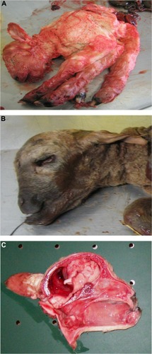 Figure 3 Bluetongue virus serotype 8 infection in stillborn lambs presenting arthrogryposis (A), brachygnathia superior and anophthalmia (B), and cerebellar hypoplasia (C).