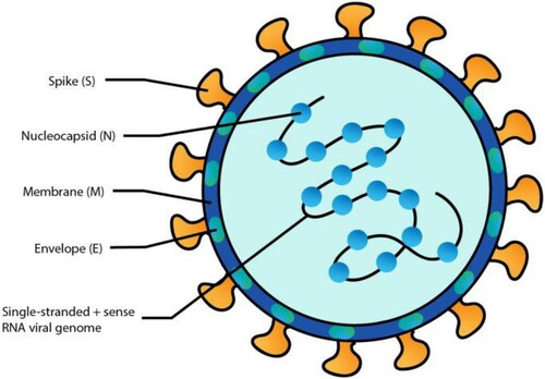 Figure 1. Schematic presentation of the COVID-19 structure. Structural proteins of SARS-CoV-2 where the location and names of the viral proteins are shown (S = spike; N = nucleocapside; M = membrane; E = Envelope).