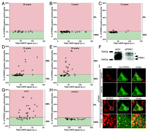 Figure 3. A quantitative method for measuring PARK2 Recruitment (PARe-Q). (A) HeLa cells expressing mtRFP and Cer-PARK2 were irradiated with 561 nm laser for 30 iterations at 100% output. The PARK2-positive mitochondrial area over the total mitochondria area was quantified in cells 90 min post-pb using Volocity®. 3% PARK2-positive mitochondria was defined to be the basal level of PARK2 recruitment to mitochondria (n = 16). The divide at 3% is shown with a dotted line. (B–E) HeLa cells expressing mtKR and Cer-PARK2 were irradiated with 561 nm laser for 5 (B), 10 (C), 15 (D) or 30 (E) iterations at 100% output (n = 46 for each set). The percentage of PARK2-positive mitochondria was calculated and plotted against the total mtKR fluorescent signal. Shown on the right of the graph is the percentage of cells with PARK2-positive mitochondria above 3% (data points in the red regions) and those below 3% (data points in green region). (F) Lysates from HeLa cells treated with either nontargeting siRNA (siCtrl) or siRNA against PINK1 (siPINK1) for 72 h were separated on a SDS-PAGE and was immunoblotted with antibody against PINK1. The arrows indicate PINK1-specific bands while the asterisks indicate a cross reacting band. (G and H) HeLa cells that received siCtrl (G), or siPINK1 (H) and expressing mtKR and Cer-PARK2 were irradiated with 561 nm laser light for 30 iterations as in (E). These cells were imaged again 90 min after photo-bleaching and the percent of PARK2 recruitment was determined (n = 29). The difference between the siPINK1 and the siCtrl population is significant (p = 5.8 × 10−6). (I) Representative image of a HeLa cell that received siPINK1, and was co-transfected with mtKR and Cer-PARK2. The cell was photo-bleached by the 561 nm laser light. 200 nM MTRED was added after photo-bleaching. An image was acquired before, after and 90 min after photo-bleaching. Scale bars: 10 µm.