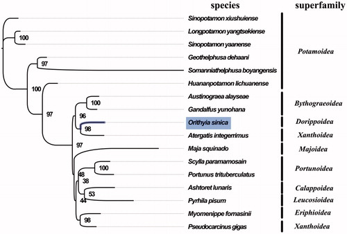 Figure 1. Phylogenetic tree of 17 species in subsection Heterotremata. The complete mitogenomes is downloaded from GenBank and the phylogenic tree is constructed by maximum-likelihood method with 100 bootstrap replicates. The bootstrap values were labelled at each branch nodes. The gene's accession number for tree construction is listed as follows: Sinopotamon xiushuiense (NC_029226), Longpotamon yangtsekiense (NC_036946), Sinopotamon yaanense (NC_036947), Geothelphusa dehaani (NC_007379), Somanniathelphusa boyangensis (NC_032044), Huananpotamon lichuanense (NC_031406), Austinograea alayseae (NC_020314), Gandalfus yunohana (NC_013713), Atergatis integerrimus (NC_037172), Maja squinado (NC_035425), Scylla paramamosain (NC_012572), Portunus trituberculatus (NC_005037), Ashtoret lunaris (NC_024435), Pyrhila pisum (NC_030047), Myomenippe fornasinii (NC_024437), and Pseudocarcinus gigas (NC_006891).