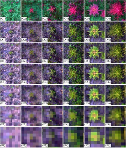 Figure 3. Example of images with different resolutions. The ground distance corresponding to each image was 2.34 m × 2.34 m. The images in the same row have the same resolution. Image resolutions from O, A, B, C, D, E, F are 0.007 m (original image), 0.01, 0.02, 0.04, 0.08, 0.16, and 0.32 m, respectively. For the same column, the images showed visual effects of the same Chinese fir at different resolutions. Crown area sizes from numbers 1–6 are <0.10 m2, 0.10∼0.20 m2, 0.20∼0.40 m2, 0.40∼0.80 m2, 0.80∼1.60 m2, 1.60 < m2, respectively.