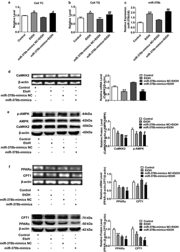 Figure 3. miR-378b over-expression disturbs lipid metabolism in L-02 cells. (a) The TC level in L-02 cells. (b) The TG level in L-02 cells. (c) The expression level of miR-378b in L-02 cells. (d) mRNA expression levels of CaMKK2 in L-02 cells. (e) Western blot analysis for protein expression of CaMKK2 and p-AMPK/AMPK. (f) mRNA expression levels and protein expression levels for PPARα and CPT1. (g) mRNA expression levels and protein expression levels for FASN and SREBP1c. (h) Western blot analysis for protein expression of p-ACC/ACC. All data are expressed as the mean ± SD of at least three separate experiments. *p < 0.05, **p < 0.01 vs. control. #p < 0.05, ##p < 0.01 vs. miR-378b-mimics NC