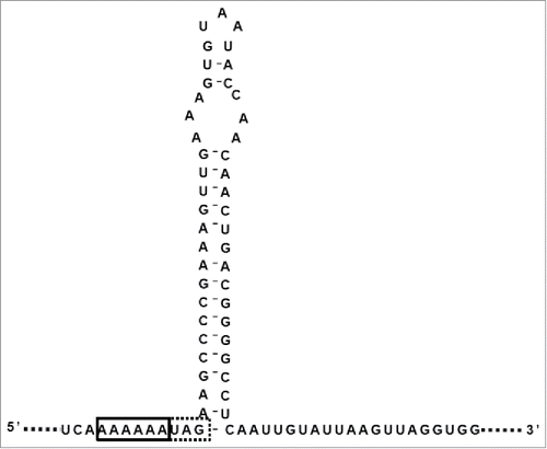 Figure 5. Potential secondary structure of mRNA in region immediately downstream of the proposed slippery sequence and terminal codon of ORF 10, as determined by MFOLD analysis. Initial ΔG = −20.10 kcal/mol. Proposed slippery sequence is indicated by solid line box and 0 frame stop codon is indicated by dotted line box.