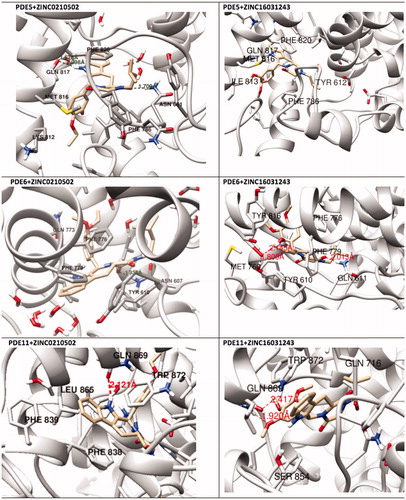 Figure 9. Simulated structures of ZINC0210502 and ZINC16031243 at the substrate pockets of PDE5, PDE6 and PDE11.