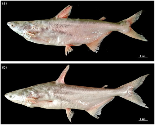 Figure 1. Representative of (a) Pangasius nasutus and (b) Pangasius conchophilus collected in the study (own photo) (scale = 1 cm).