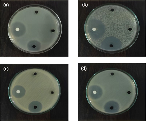 Figure 9. Inhibition of bacterial growth by well-diffusion method in (a) Staphylococcus aureus; (b) Streptococcus pyogenes; (c) E. coli; (d) Klebsiella pneumoniae.