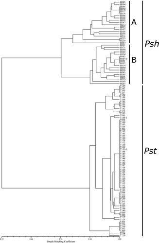Fig. 1. Similarity dendrogram based on simple matching coefficient of 104 Puccinia striiformis isolates collected from within Alberta based on virulence or avirulence to wheat, barley and triticale differentials and cultivars. Vertical lines to the right show the two formae speciales Pst (Puccinia striiformis f. sp. tritici) and Psh (Puccinia striiformis f. sp. hordei) as well as the two pathotype groups (A & B) within Puccinia striiformis f. sp. hordei.