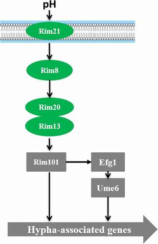 Figure 4. The Rim101‑pH sensing pathway