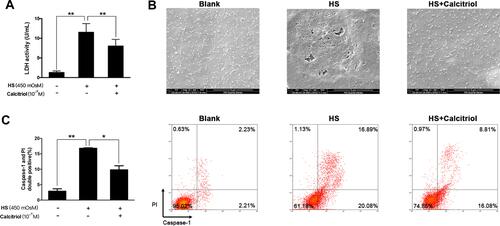 Figure 3 Calcitriol could inhibit HS-induced pyroptosis in human corneal epithelial cells. (A) Calcitriol treatment (10−6M) suppressed LDH release in HS-stimulated iHCECs. (B) Scanning electron micrographs of iHCECs from blank, HS, and calcitriol treated groups at ×25,000 magnification. Scale=5 μm. (C) Calcitriol treatment (10−6M) reduced the proportion of pyroptotic cells, shown as Caspase- 1/PI double positive by flow cytometry. *P<0.05, **P<0.01.