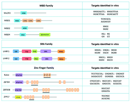 Figure 1. The three families of MBPs and their known targets. Left panels: schematic representation of the human proteins known to bind methylated DNA. Some of their structural domains are indicated: MBD, methyl-binding domain; CXXC, CXXC-type zinc finger; Ubl, ubiquitin-like domain; TTD, tandem tudor domain; PHD, plant homeo domain; SRA, SET and RING-finger associated domain; RING, really interesting new gene domain; BTB/POZ, broad complex, Tramtrack and Bric-à-brac/POx virus and Zinc finger Domain; ZF, Cys2His2 zinc finger domain; KRAB, Krüppel-associated box. The zinc fingers that are necessary for methylated DNA recognition are underlined. Right panel: some of the high-affinity DNA targets identified in vitro. The list is not exhaustive. M represents 5-methylcytosine. H represents 5-hydroxymethylcytosine. N is any nucleotide.
