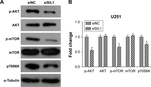 Figure 4 Downregulation of SIL1 inhibited AKT/mTOR signaling pathway. (A) Western blot image and (B) quantification analysis indicated that siSIL1 reduced the phosphorylation level of AKT and mTOR without affecting protein expression, as well as decreasing expression of the downstream effector p70S6K. Protein expression was normalized to siNC group.