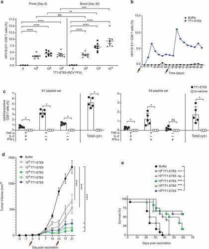 Figure 3. TT1-E7E6 is highly immunogenic and mediates potent antitumor activity. (a) HPV16 E7 responses after immunization. Mice were immunized i.v. with increasing doses of TT1-E7E6 or buffer control on Day 0 and 21. HPV16 E7-specific CD8 (CD8+B220−) T cell frequencies were determined in the blood on Day 9 (prime) and Day 30 (boost). Each dot represents one animal. Shown are means ± SEM. N=8 mice per treatment group; n=4 mice per buffer group. Statistical analysis by unpaired Welch`s t-test. (b) Kinetics study of immunogenicity. Mice were immunized i.v. with 105 RCV FFU of TT1-E7E6 or buffer control on Day 0 and 21. HPV16 E7-specific CD8+ (CD8+B220−) T cell frequencies were determined in the blood up to 42 days. Pooled data from 6 mice per group are shown. (c) Polyfunctional CD8+ T cell responses in immunized mice. Mice were immunized i.v. with 105 RCV FFU of TT1-E7E6. Non-vaccinated naïve mice were used as controls. Frequencies of splenic CD8 T cells producing different combinations of IFN-γ, TNF-α and IL-2 in response to E7 or E6 peptide re-stimulation were determined on Day 9 post-immunization as indicated in the chart. Only cytokine combinations exceeding 0.1% on average are shown. The right-hand bar (Total cyt+) depicts the combined frequency of the three populations of cytokine-secreting cells as depicted on the left. Symbols represent individual mice. N=5 per TT1-E7E6 group, n=3 per no vaccine control group. Bars show means ± SD. Mann Whitney test, ns, not significant, * p<.05. (d) Antitumor efficacy by TT1-E7E6 immunization. Mice were inoculated with 105 TC-1 cells on Day −5. On Day 0 upon appearance of palpable tumors, mice were randomized and immunized i.v. with increasing doses of TT1-E7E6 (prime) or buffer followed by a boost injection on Day 14, as indicated by the syringe symbols. Means ± SEM. N=12 mice per group. Two-way ANOVA was performed for statistical analysis. ns: 102 vs. 103, 104 vs. 105 and 105 vs. 106. p<.01: 104 vs. 106. p<.0001: 102/103 vs. 104/105/106. In the figure, **** p<.0001. (e) Kaplan-Meier survival curves of TC-1 tumor-bearing mice receiving TT1-E7E6 treatment. Mantel-Cox test. ns, not significant, * p<.05, ** p<.01, *** p<.001, **** p<.0001.