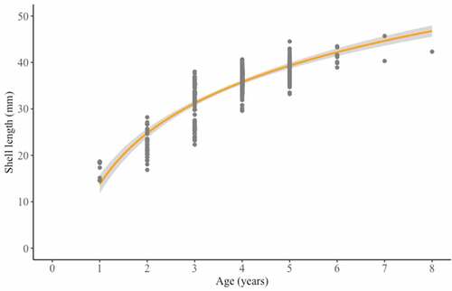 Figure 4. Length-at-age curve of Rangia cuneata collected from the Pomeranian Bay. Line represent fitted curve for the sampling site. Shaded areas represent 99% confidence intervals.