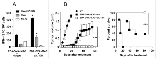 Figure 6. Inhibition of IL-10 when using a MAC-based therapeutic vaccine enhances antitumor responses resulting in complete tumor rejection. (A) C57BL/6 mice (n = 4) were immunized with EDA-OVA + MAC plus control or anti-IL-10R blocking antibodies. One week later mice were sacrificed and their splenocytes were stimulated with CD8 epitope OVA(257–264) or OVA protein and IFN-γ-producing cells evaluated by ELISPOT. (B) C57BL/6 mice (n = 8/group) bearing 5 mm B16-OVA tumors received three weekly cycles of vaccination with EDA-OVA + MAC, combined with i.p. injection of neutralizing anti-IL-10R antibodies or an isotype control. Tumor growth and animal survival was monitored twice per week. Results are representative of two independent experiments.