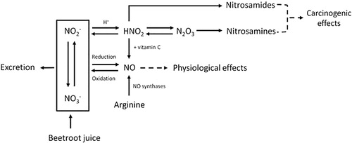 Figure 1. Metabolic pathway of nitrate (NO3–), nitrite (NO2–), nitric oxide (NO), nitrosamines and the effect of vitamin C. Nitric oxide (NO) is mainly responsible for the physiological effects of BRJ. The body uses arginine as a source to form NO, and for this reaction oxygen is needed. However, NO can also be formed after intake of nitrate-rich products such as BRJ. Ingested nitrate (NO3–) will be partly reduced to nitrite (NO2–) by microflora in the oral cavity. In oxygen-poor environments nitrate and nitrite can be reduced into NO. NO can also be oxidized back into nitrate and nitrite which are water soluble and can therefore be excreted in urine. Under acidic conditions, such as in the human stomach, nitrite will react with the H + and will form HNO2 (nitrous acid). Also in the stomach, two molecules HNO2 can form N2O3 (dinitrogen trioxide), by proton catalysis. N2O3 plays a role in the N-nitrosation rate. Increasing the amount of nitrate will therefore lead to an increase in the N-nitrosation rate. Subsequently, HNO2 can react with amides to form nitrosamides, and N2O3 can react with amines to form nitrosamines. Both nitrosamides and nitrosamines are N-nitroso compounds and potentially carcinogenic. Vitamin C can inhibit the nitrosation process, because it reacts faster than the amine with N2O3. Vitamin C reduces 2HNO2 to NO, and is itself oxidized to dehydroascorbic acid. This will reduce the amount of N-nitroso compounds that can be formed (Figure from Berends et al. (Citation2019) (Berends et al. Citation2019) with permission).