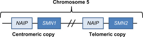 Figure 1 Human SMN locus on chromosome 5q showing inverted duplication of SMN1 and NAIP genes.
