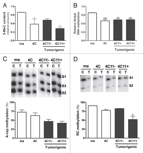 Figure 1 Progressive global DNA hypomethylation during melanocyte malignant transformation. (A) 5-methylcytosine (5-MeC) relative amount in the genome of cell lines representing different steps of melanocyte malignant transformation was measured by flow cytometry using a specific antibody against 5-MeC (Calbiochem). (B) Relative content of global DNA methylation was also analyzed by the relation between the genomic DNA digested by the enzymes HpaII and MspI. The methylation status of three specific CpGs of A-repeats (C) and two CpGs in retrovirus-C repetitive sequence (D) was determined by Ms-SNuPE in melan-a, 4C, 4C11− and 4C11+ cell lineages. S1, S2 and S3 represent each CpG analyzed. The C lanes represent primer extension reactions incubated in the presence of only [32P]dCTP; T lanes represent primer extension reactions incubated in the presence of only [32P]TTP. The percentage of methylation was determined by average of different CpG sites analyzed. In all analyses, the average and +SE of three independent experiments is plotted. Each experiment was performed in triplicate. For statistical analysis, a non-parametric one-way ANOVA test followed by post-test Dunnett (A and B) or Tukey (C and D) was used. Statistical significance was established at p < 0.05. Ma: non-tumorigenic melan-a melanocyte lineage; 4C: pre-malignant melanocyte lineage; 4C11−: non-metastatic melanoma cell line and 4C11+: metastatic melanoma cell line; *p < 0.05, **p < 0.01, ***p < 0.001.