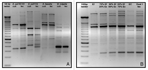 Figure 6. Distinguishing different individual bacterial strains by RAPD PCR fingerprints. (A) Unique rapid amplification of polymorphic DNA (RAPD) fingerprints of DNA isolated from pure cultures of E. coli NC101, E. coli K12, Enterococcus faecalis OG1RF and Bacteroides vulgatus exhibited a high degree of similarity to fingerprints of fecal DNA from rodents monoassociated with each of these bacterial strains. (B) Inoculation of E. coli NC101 monoassociated mice with E. faecalis OG1RF (and vice versa) was easily determined using RAPD PCR. The 2nd lane from the left shows RAPD PCR products from DNA isolated from pure culture of E. faecalis. The second lane from the right shows RAPD PCR products from DNA isolated from pure culture of E. coli. Lanes 3, 4 and 5 show mixtures of RAPD PCR products of E. faecalis and E. coli pure culture DNA. The 50/50 mixture of E. faecalis and E. coli DNA RAPD PCR products in lane 4 matches the fingerprint of DNA isolated from E. faecalis/E. coli dual-associated mice, shown in the far right lane. Lanes 3 and 5 show RAPD PCR profiles of DNA isolated from 75/25 mixtures of E. faecalis/E. coli and E. coli/E. faecalis, respectively. Cult, pure culture DNA; fec, fecal DNA; Ef, Enteroccous faecalis pure culture DNA; Ec, E. coli pure culture DNA.