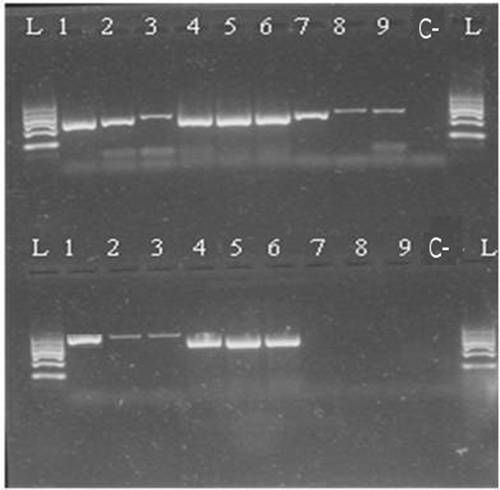 Figure 3. Kit A 300–500 bp 1—raw muscle; 2—canned whole; 3—canned ground; 4—boiled (70°C); 5—boiled (90°C); 6—smoked (25°C); 7—smoked (60°C); 8—spread; 9—pâté; C—negative control; L—ladder.