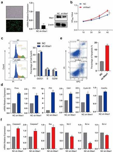 Figure 6. MiR-322-5p promotes the proliferation and apoptosis and regulates cell cycle by targeting Wee1.(a) RT-PCR was used to confirm the expression of Wee1 in cells transfected with plasmid sh-Wee1; (b) Effects of Wee1 on proliferation in Hepa1-6 cell lines were detected by MTS; (c) Effects of Wee1 on regulating cell cycle in Hepa1-6 cell lines; (d) The mRNA expression of Cdk1, Cyclin B1, Cdc25c, Pcna, P21 and P53 gene after knocking down Wee1 by RT-PCR; (e) Effects of Wee1 on regulating apoptosis in Hepa1-6 cell lines. (f) The mRNA expression of Caspase3, Caspase7, Bax, Bcl-2, Bcl-w and Bcl-xl gene after knocking down Wee1 by RT-PCR. The data are presented as the mean ± SD of three independent experiments. *P < 0.05, **P < 0.01.