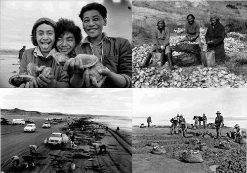 Figure 2. (Clockwise from top left) Toheroa collected from Hokio Beach during the September open day in 1977 (EP/1077/3679/36-F. Alexander Turnbull Library (ATL)); Three women from Northland, photographed ca. 1910–1930s, shelling toheroa meat into tin cans for a toheroa cannery. Their kete (flax bags) are full of shellfish, and they are surrounded by empty shells (1/1-026522-G. ATL); Harvesting toheroa on a Northland beach, ca. 1920s–1930s (1/1-010575-G. ATL); Toheroa being dug from trenches on Muriwai Beach, 1962. (AAQT 6539, A70987. Archives New Zealand, The Department of Internal Affairs, Te Tari Taiwhenua).