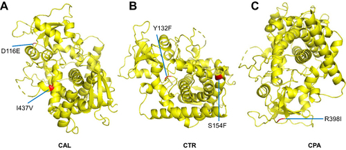 Figure 2 Data of homologous 3D-structure modeling for putatively mutant ERG11 gene products in Candida spp. assisted by 5JLC as template (http://www.pdb.org). Presumably altered 3D steric conformations of ERG11 enzymes from azole-resistant C. albicans (A), C tropicalis (B), and C. parapsilosis (C) are shown. Red spots indicate mutation sites at the amino-acid level in each Candida spp. resistant against azoles when compared with corresponding reference sequences in GenBank.