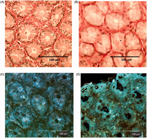 Figure 2. Transversal section of colon mucosa in (A, C) CV and (B, D) GF rats. The represent-ative images show differences in the inter-cryptal spaces and organization of the collagen fibers (see text). The immune cells in the spaces within the crypts (A,B: dark dots) are more represented in the CV rat mucosa (in accordance with a presence of commensal microflora) than in the GF rat mucosa. (C,D) Aspect of mucosa in fresh samples examined by confocal microscopy reflectance mode technique. (A and B) Samples are colon mucosa sections with picrosirius staining of collagen (red). Magnification = 40X.