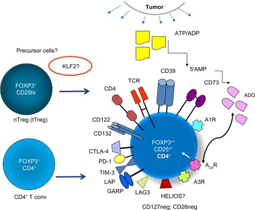 Figure 1 The phenotypic profile and potential cellular origins of induced (i)Treg present in the tumor microenvironment.
